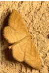 Idaea ochrata