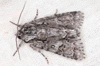 Acronicta auricoma