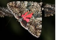 Catocala promissa
