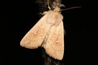 Mythimna ferrago