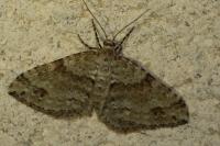 Mesotype didymata