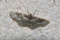 Idaea rusticata
