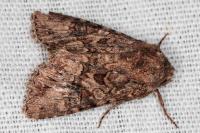 Anarta pugnax
