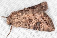 Anarta pugnax