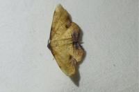 Plagodis dolabraria