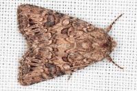 Anarta pugnax
