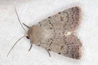 Caradrina aspersa