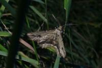 Menophra abruptaria