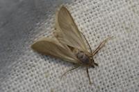 Acentria ephemerella