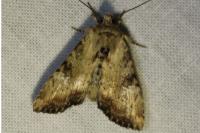 Apamea scolopacina