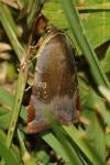 Noctua janthe/janthina