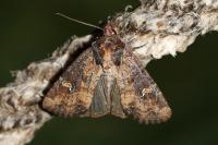 Mesapamea secalella/secalis