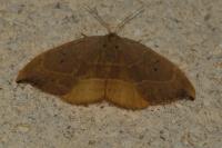 Watsonalla binaria