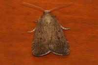 Amphipyra tragopoginis
