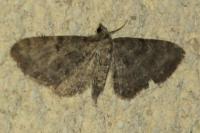 Eupithecia subfuscata