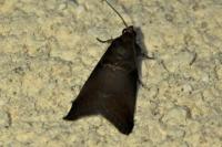 Acrobasis advenella