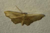 Idaea emarginata