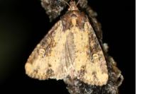 Mesapamea secalella/secalis