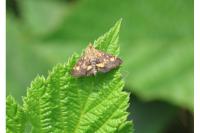 Pyrausta aurata