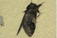 Notodonta tritophus