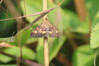 Pyrausta aurata