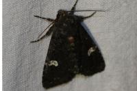 Melanchra persicariae