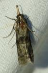 Phycita roborella