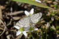 Eupithecia undata