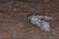 Hecatera bicolorata