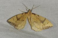 Gandaritis pyraliata