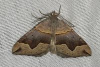 Scotopteryx moeniata