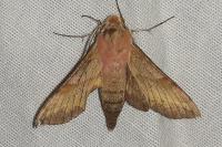 Deilephila porcellus