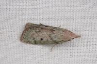 Aphomia sociella