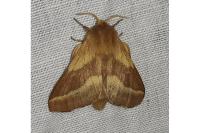 Malacosoma castrense