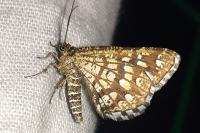 Chiasmia clathrata