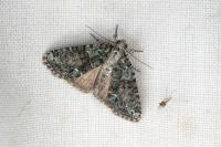 Cryphia algae