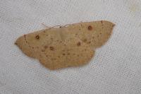 Cyclophora puppillaria