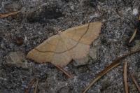 Cyclophora suppunctaria