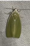 Earias clorana