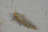 Manulea complana