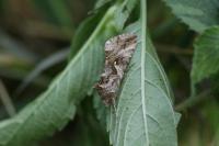 Autographa gamma