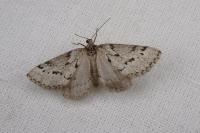Eumannia oranaria