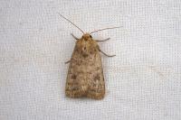 Hoplodrina octogenaria
