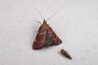 Hypsopygia rubidalis