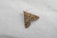 Metasia cuencalis bourgognei