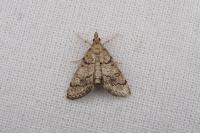 Metasia cuencalis bourgognei