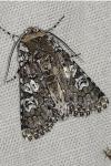 Lamprosticta culta