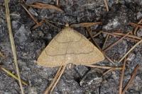 Paracolax tristalis
