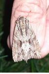 Apamea monoglypha monoglypha