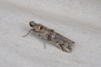 Pempelia palumbella